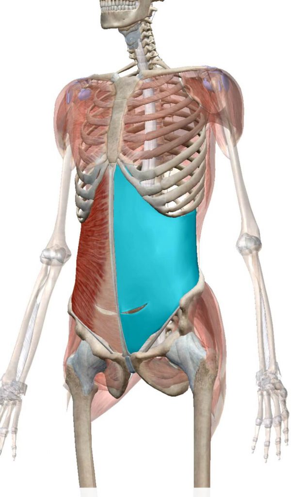 インナーマッスル,腹横筋