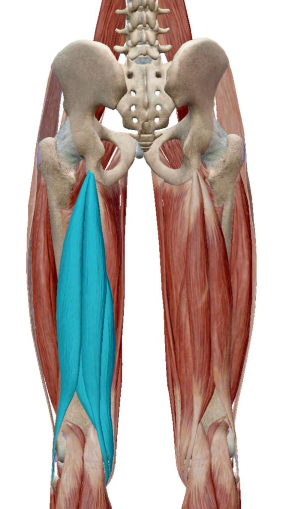 ハムストリング,股関節