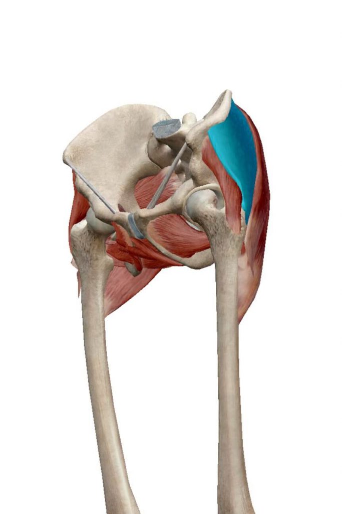 臀部,中臀筋,股関節の筋肉