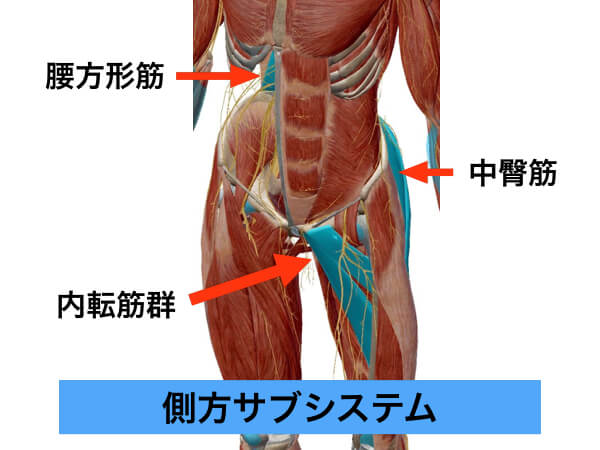 側方サブシステム,中臀筋,内転筋群,腰方形筋