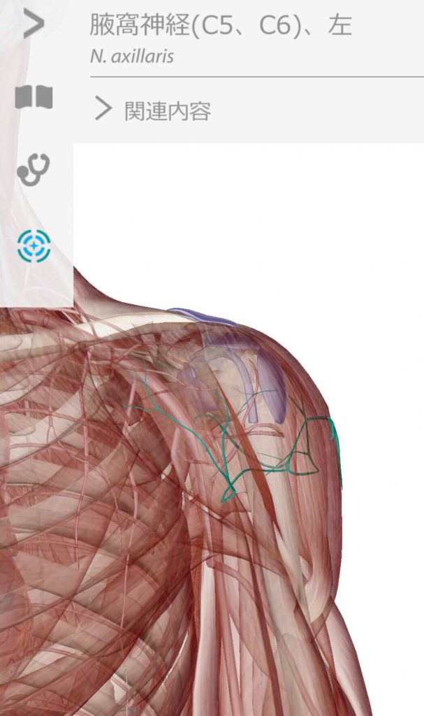 肩の痛みに関連する腋窩神経