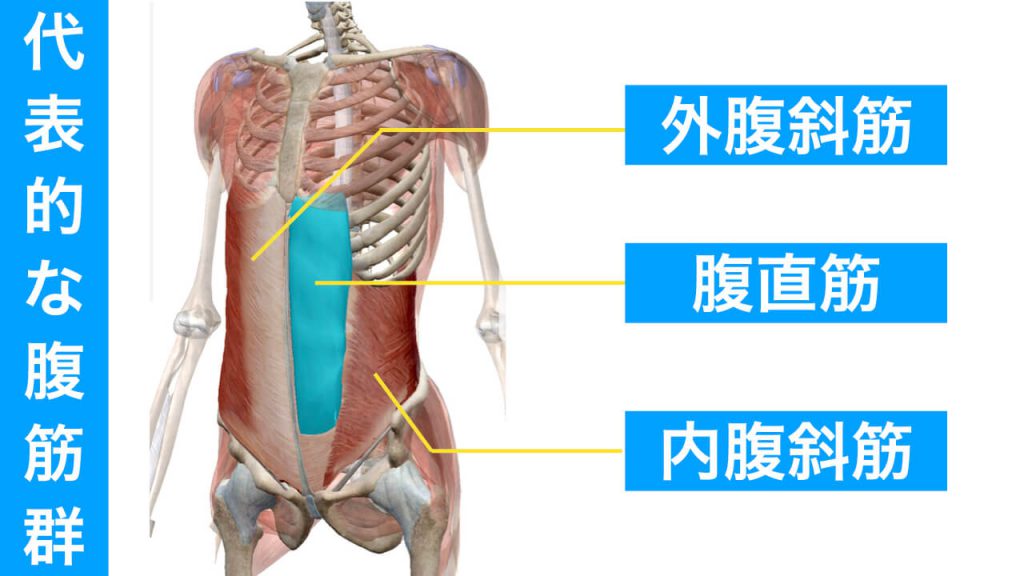 腹筋,腹斜筋