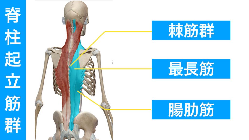 脊柱起立筋