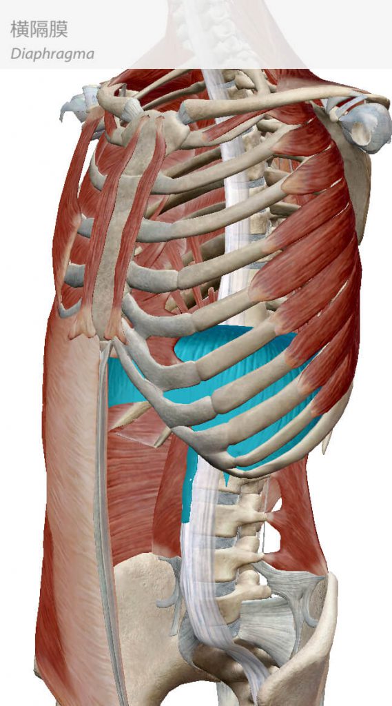 横隔膜,インナーマッスル,体幹