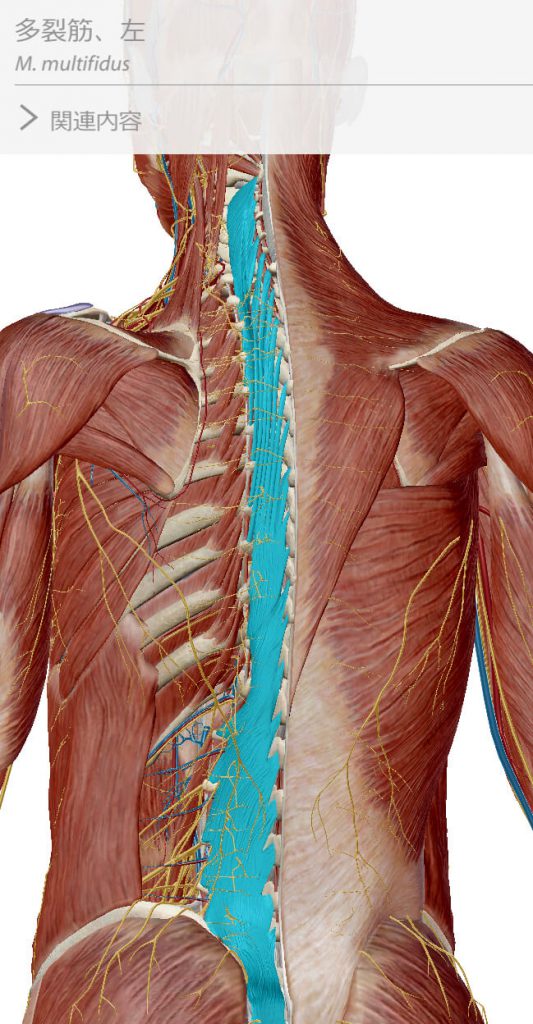 多裂筋,インナーマッスル,  体幹
