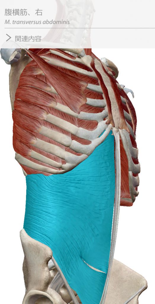 体幹,インナーマッスル,腹横筋