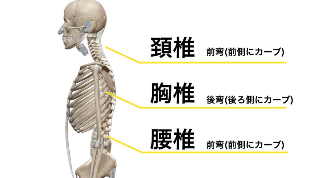 ストレッチポールで腰をほぐしてはいけない理由