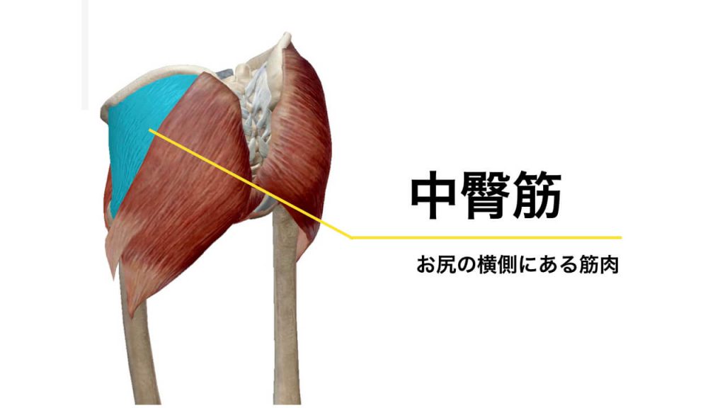 腰痛と関係する骨盤周りの筋肉・中臀筋