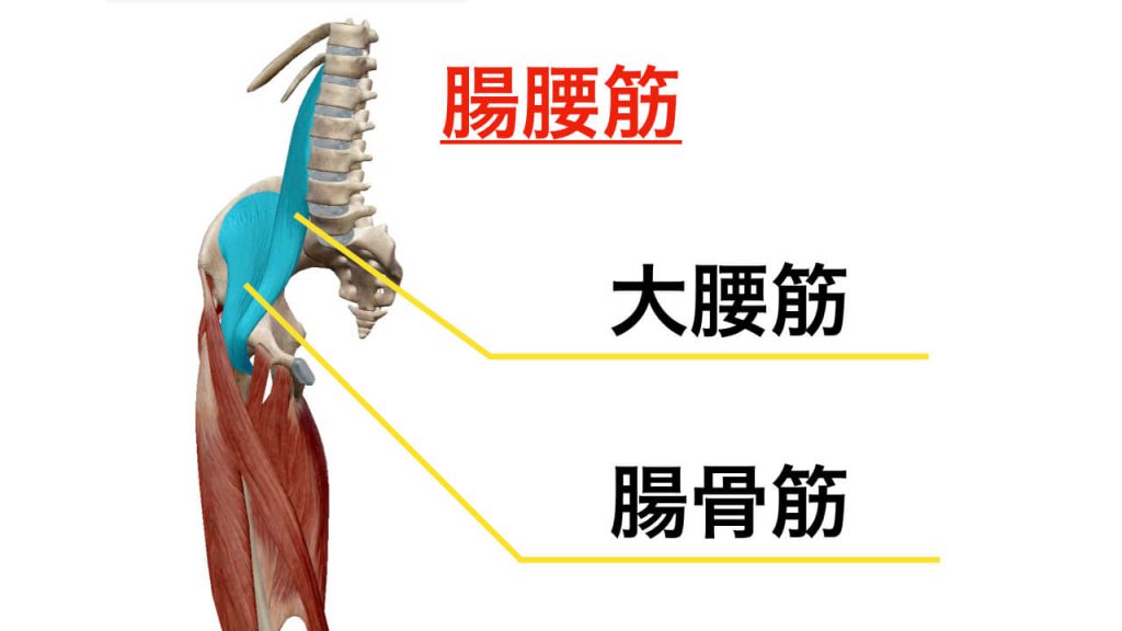 腰痛と関わりの強い腸腰筋の筋肉イメージ