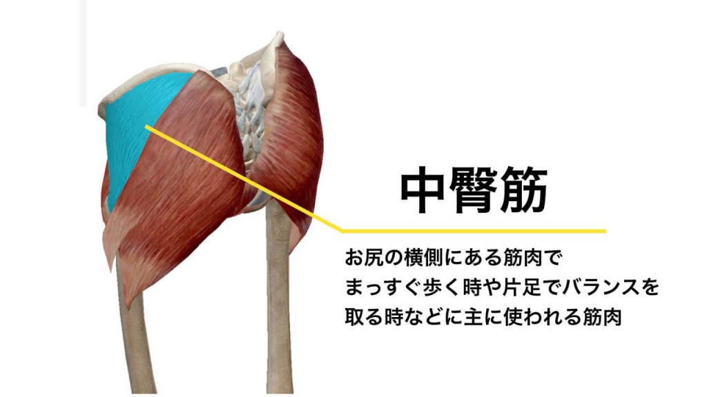 骨盤の歪みにより腰痛を引き起こす原因にもなる中臀筋