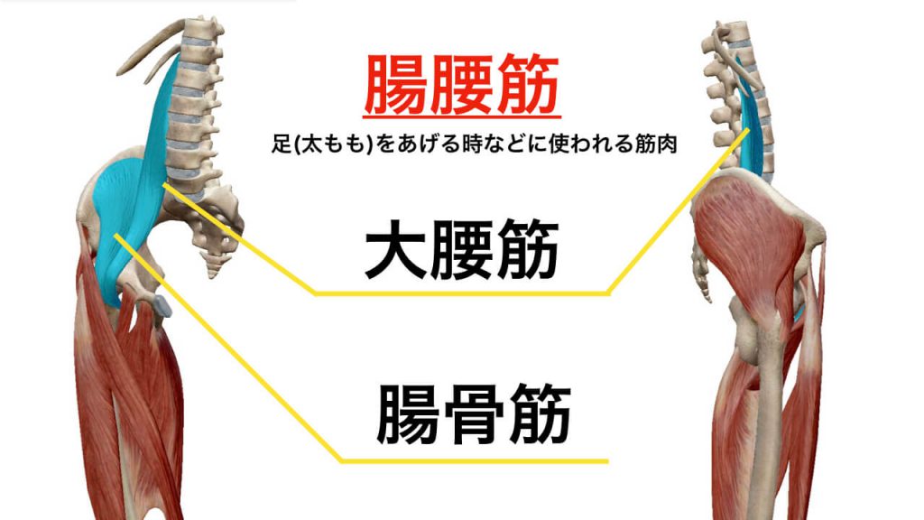 腸腰筋とは。腰痛との関係を解説