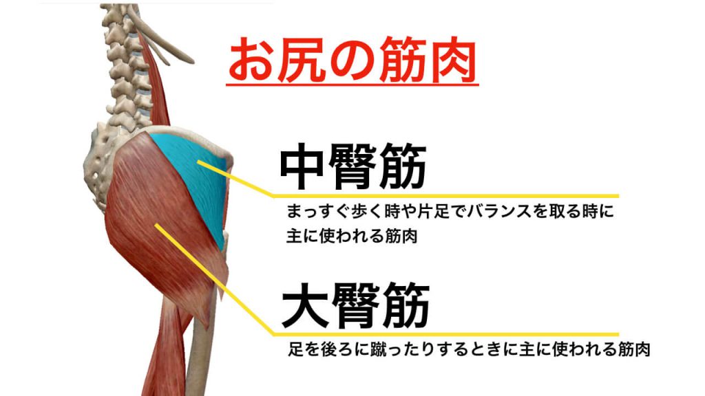 お尻を鍛える前に知っておくべきお尻の筋肉の基本情報