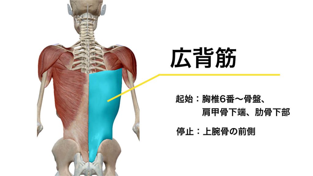 引き締まった背中を手に入れるために欠かせない『広背筋』