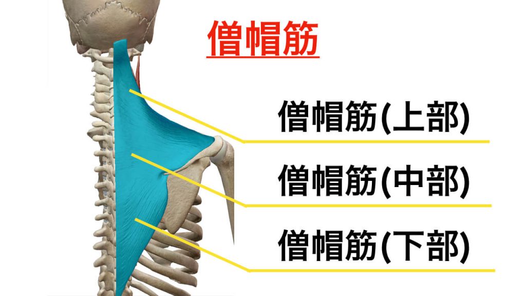 肩甲骨を動かすときに大切な役割をする僧帽筋