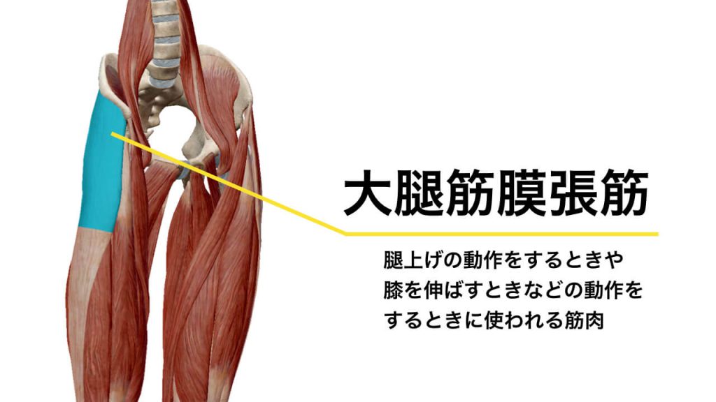 腰痛と大腿筋膜張筋の関係